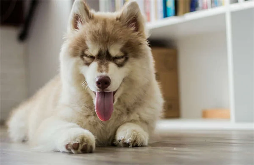 Reverse Sneezing in Dogs: What It Is & How to Stop It Fast