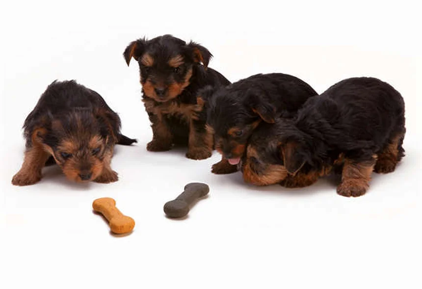 Reverse Sneezing in Dogs: What It Is & How to Stop It Fast