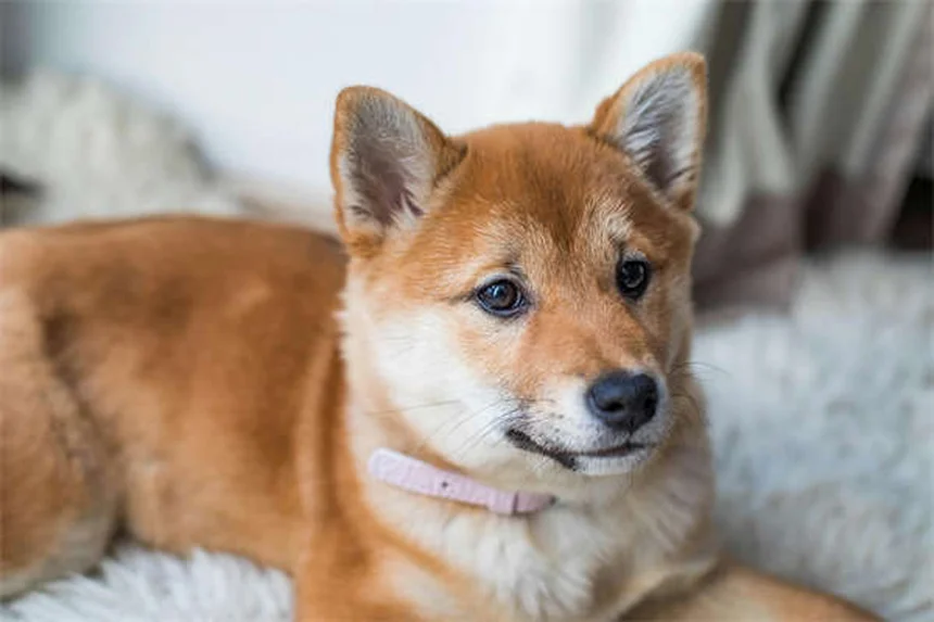Reverse Sneezing in Dogs: What It Is & How to Stop It Fast