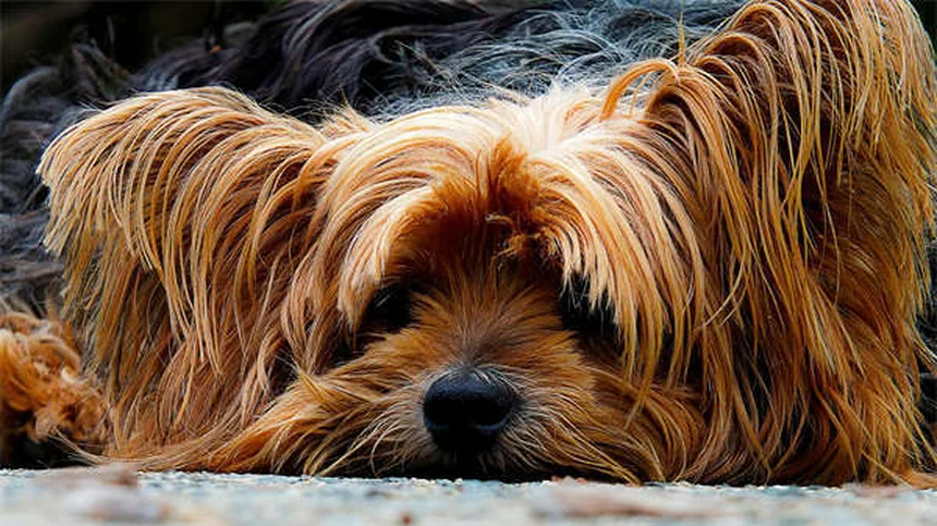 Heartworm Prevention for Dogs: 5 Must-Know Facts to Protect Your Pet