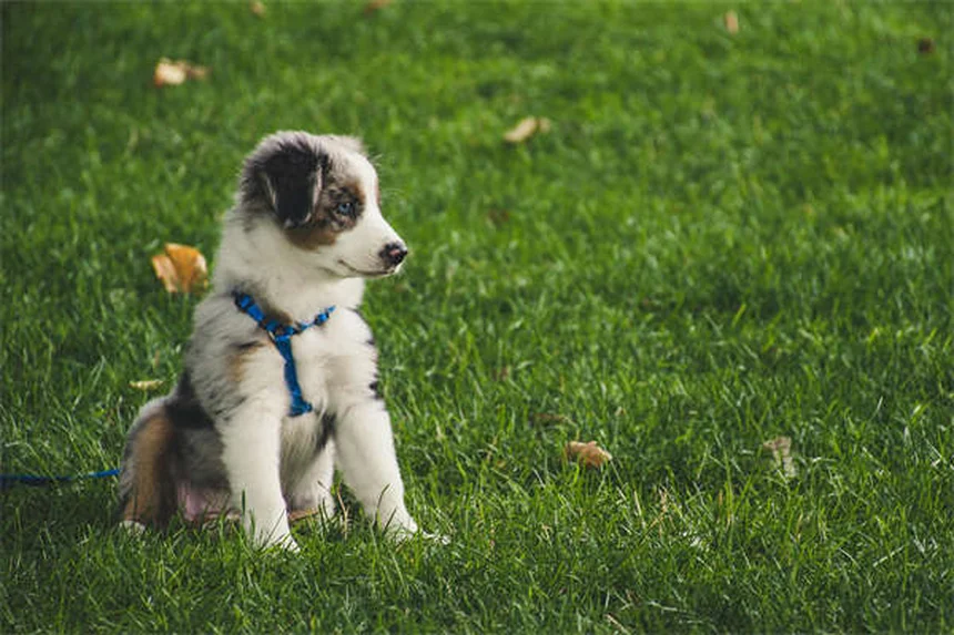 Heartworm Prevention for Dogs: 5 Must-Know Facts to Protect Your Pet