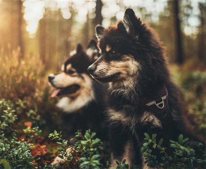 Heartworm Prevention for Dogs: 5 Must-Know Facts to Protect Your Pet