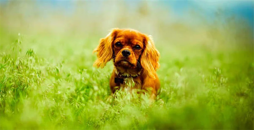 Lung Cancer in Dogs: 7 Warning Signs Every Pet Owner Should Know