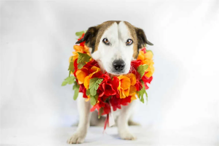 Lung Cancer in Dogs: 7 Warning Signs Every Pet Owner Should Know