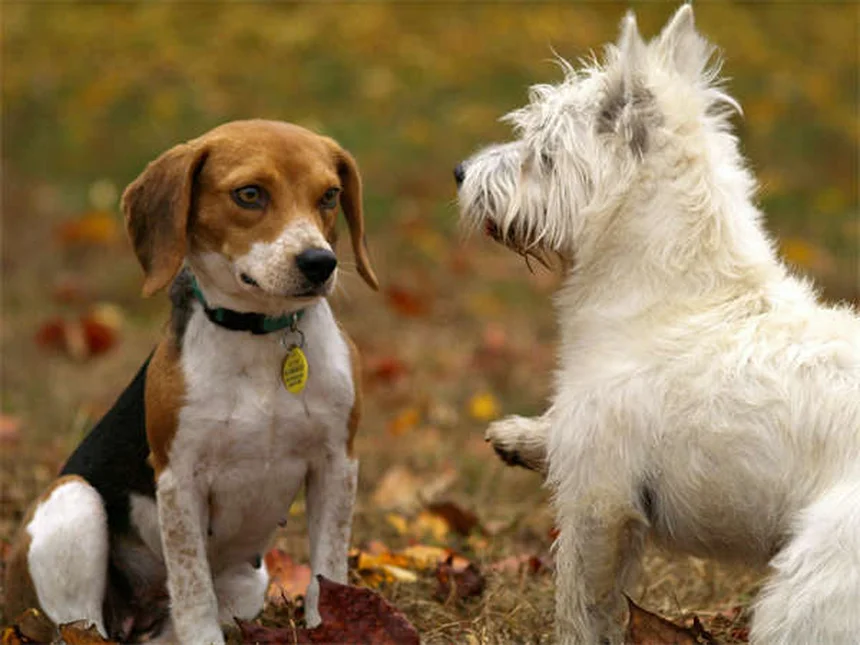 Lung Cancer in Dogs: 7 Warning Signs Every Pet Owner Should Know