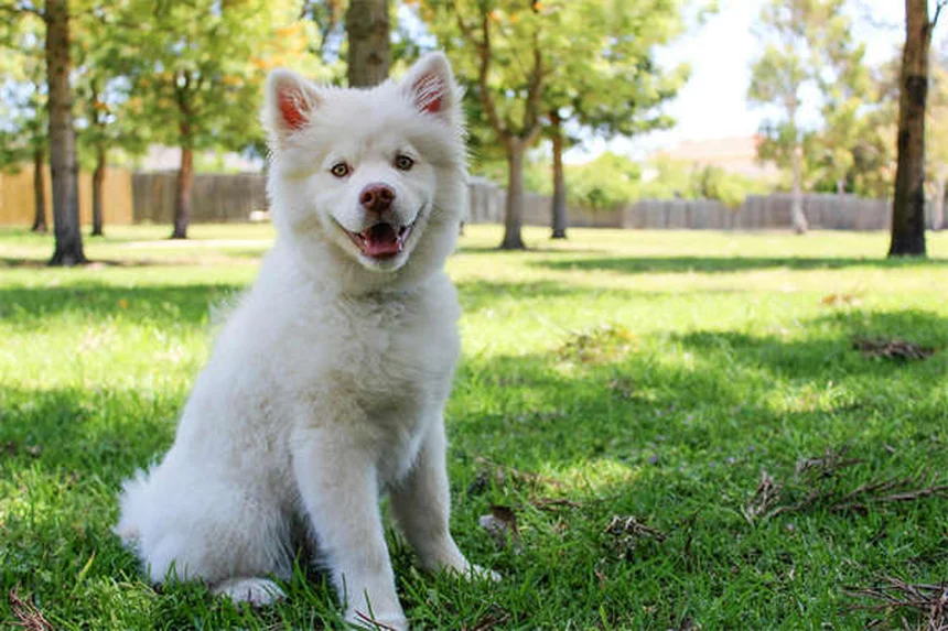 Why Do Dogs Sleep So Much? 7 Surprising Reasons Explained