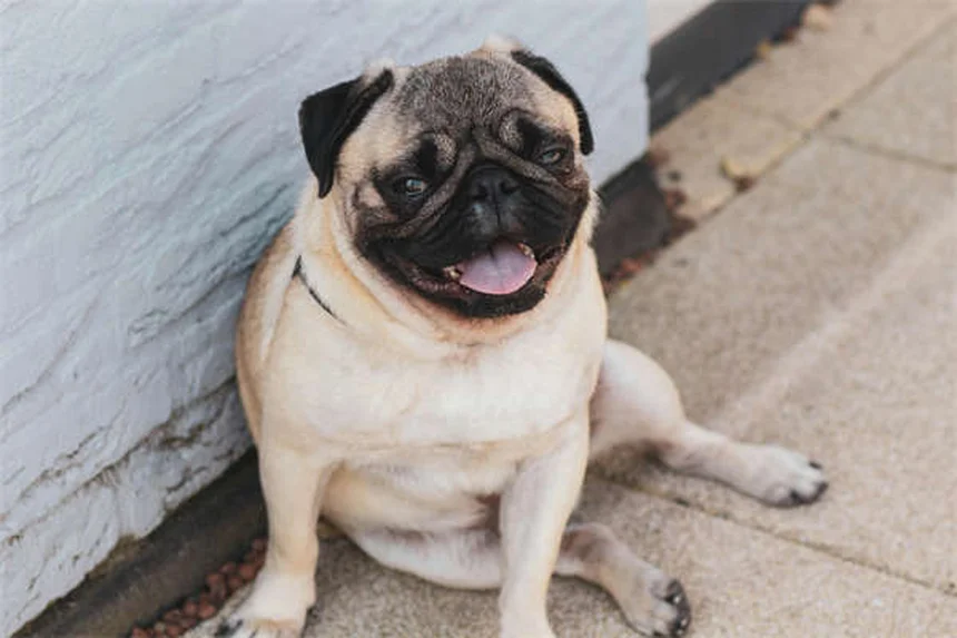 Why Do Dogs Sleep So Much? 7 Surprising Reasons Explained