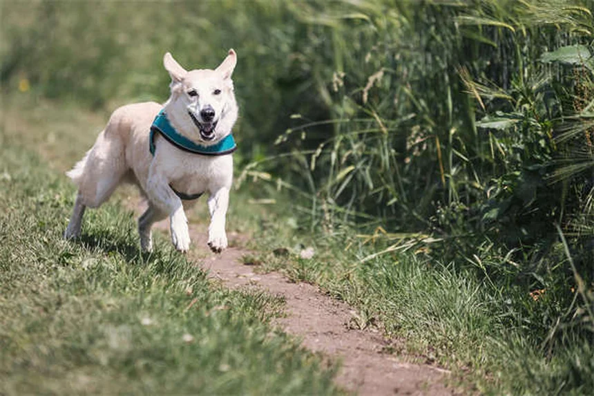 Rabbit Runny Nose: Causes, Symptoms & Treatment (Vet Approved)