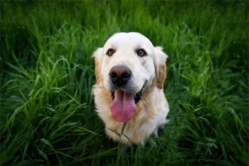 Rabbit Runny Nose: Causes, Symptoms & Treatment (Vet Approved)