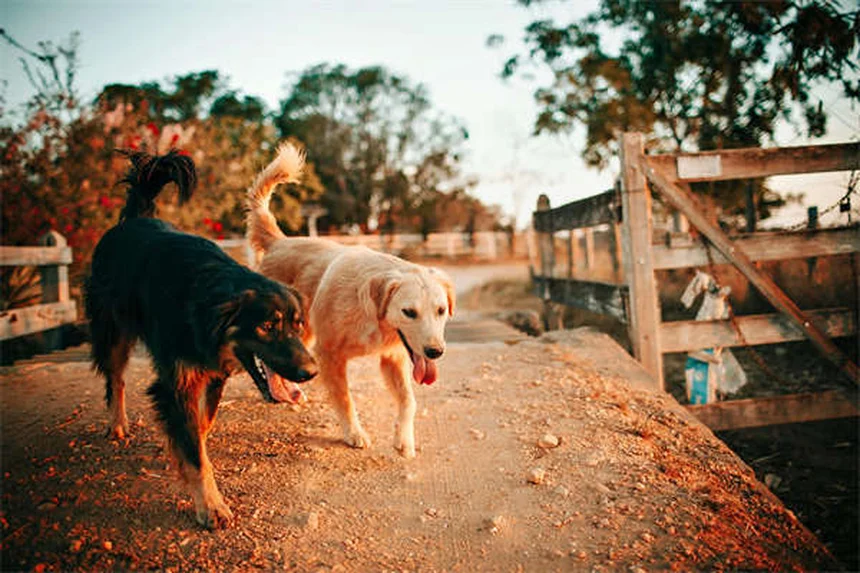 Bringing Home a New Puppy: Essential Tips for First-Time Owners