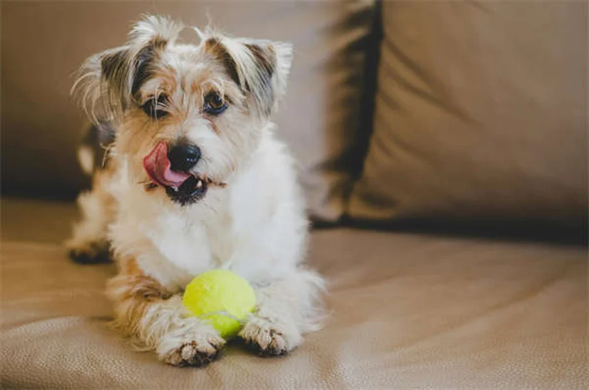 Bringing Home a New Puppy: Essential Tips for First-Time Owners