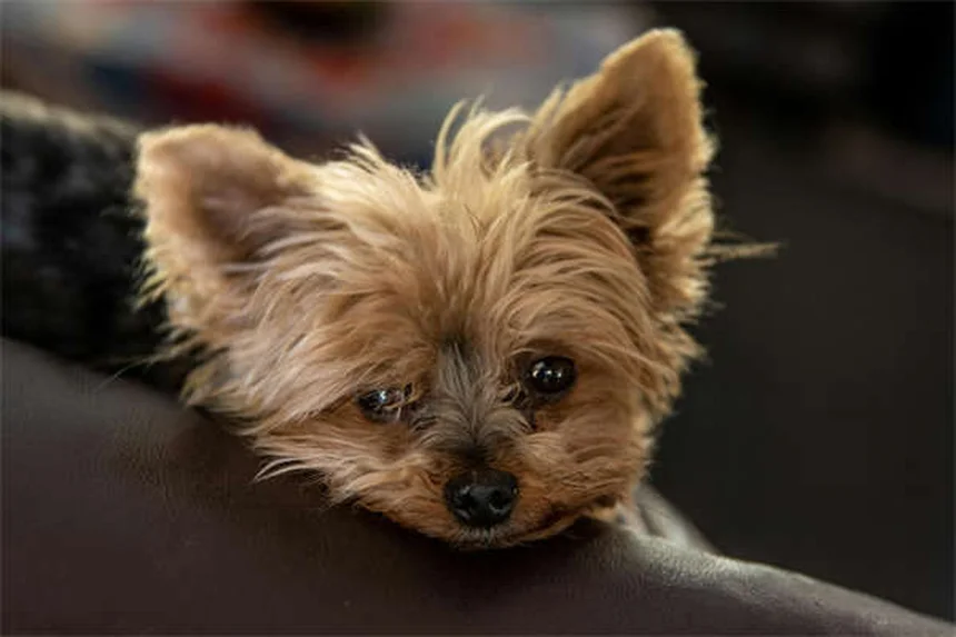 Bringing Home a New Puppy: Essential Tips for First-Time Owners