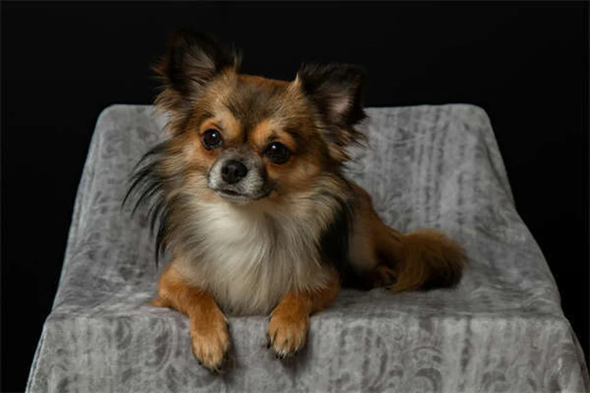 Why Do Dogs Do the "I Love You" Stretch? 5 Adorable Reasons