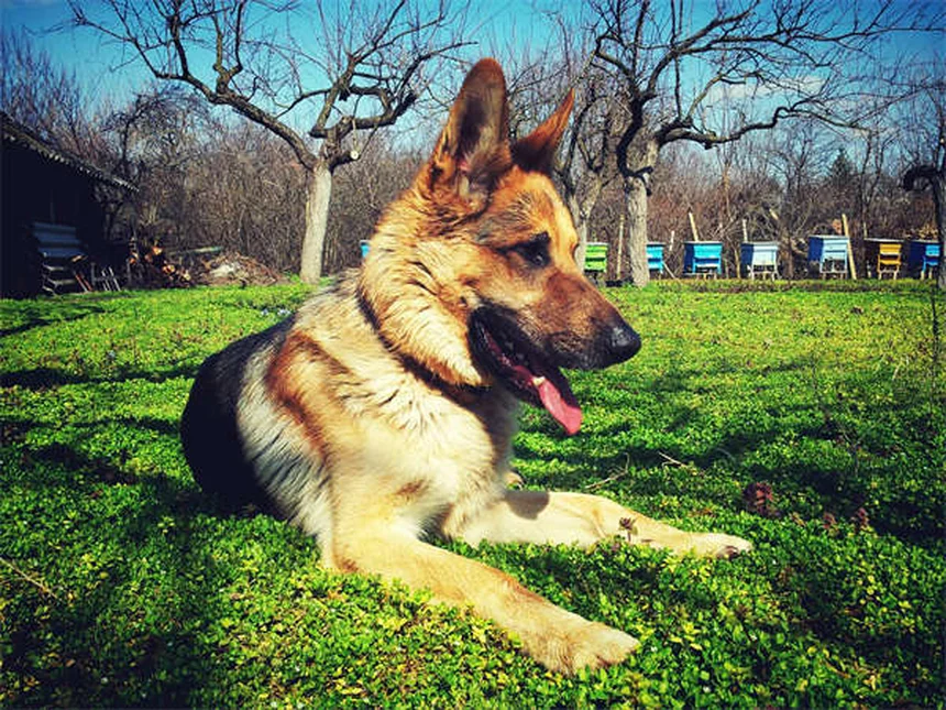 Why Do Dogs Do the "I Love You" Stretch? 5 Adorable Reasons
