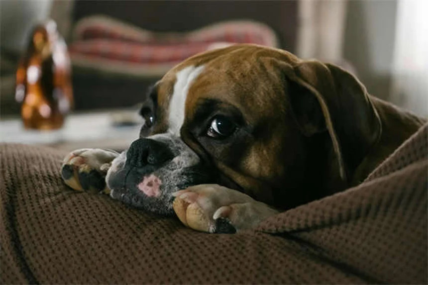 Metronidazole for Dogs and Cats: Uses, Dosage & Side Effects