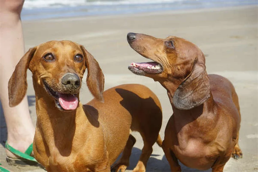 Puppy Care 6-9 Months: Essential Tips for Your Growing Dog