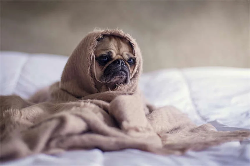 Puppy Care 6-9 Months: Essential Tips for Your Growing Dog