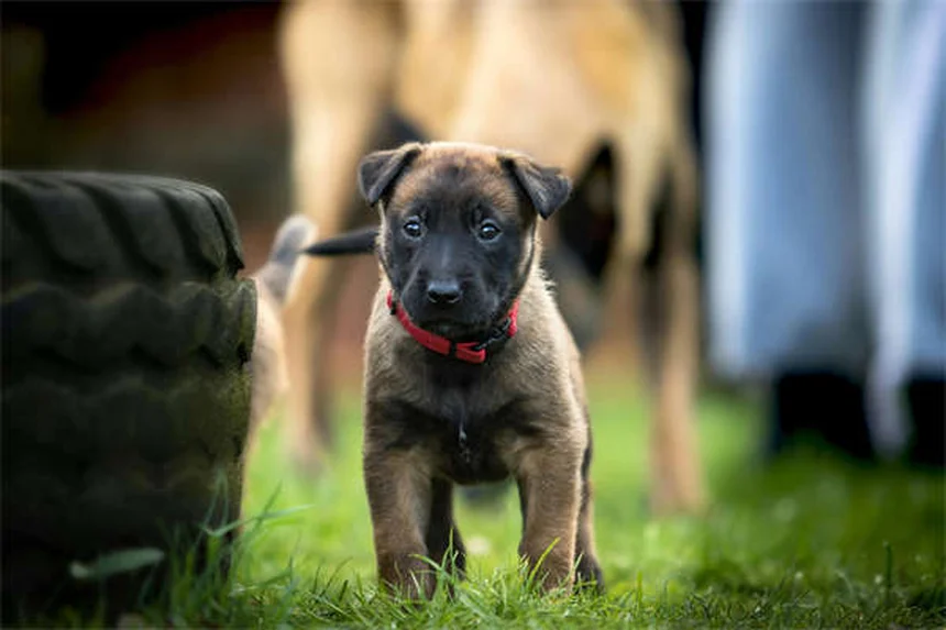 Puppy Care 6-9 Months: Essential Tips for Your Growing Dog