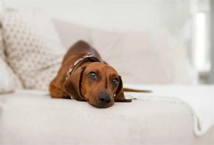 Lone Star Tick Dangers: 5 Must-Know Facts for Pet Owners