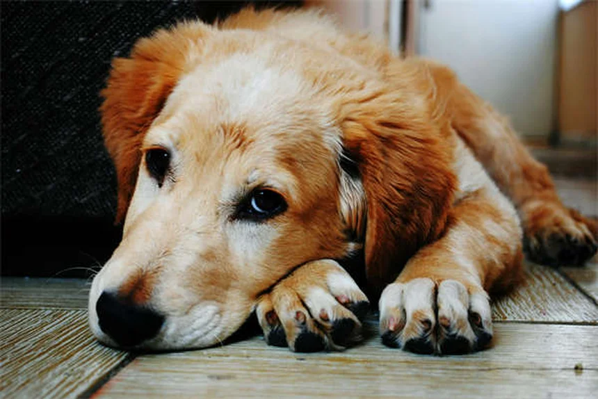 Lone Star Tick Dangers: 5 Must-Know Facts for Pet Owners