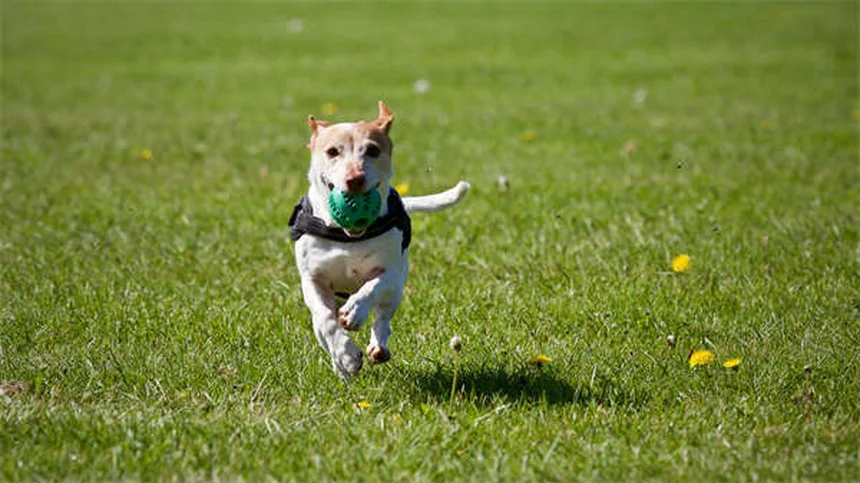 6 Most Common Mixed Breed Dog DNA Test Results (2024 Guide)