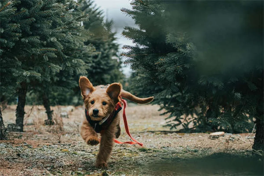 6 Most Common Mixed Breed Dog DNA Test Results (2024 Guide)