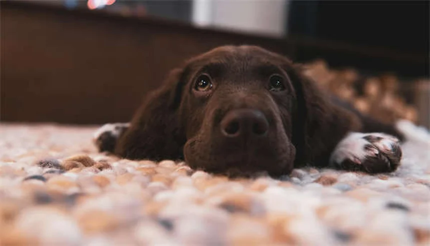 5 Essential Blood Tests Your Dog or Cat Needs for Optimal Health