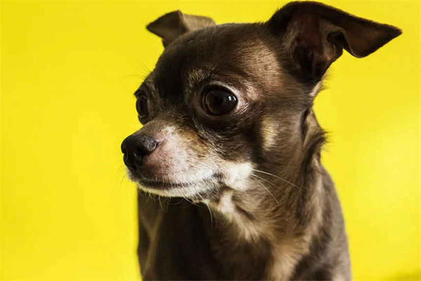 5 Essential Blood Tests Your Dog or Cat Needs for Optimal Health