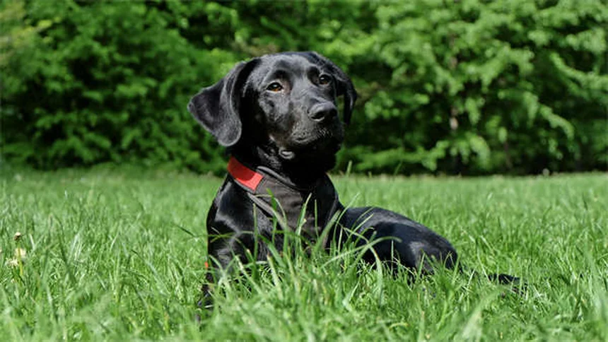 5 Essential Blood Tests Your Dog or Cat Needs for Optimal Health