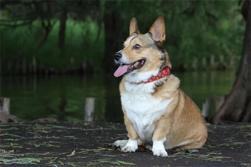 Why Do Dogs Eat Grass? 5 Surprising Reasons Explained
