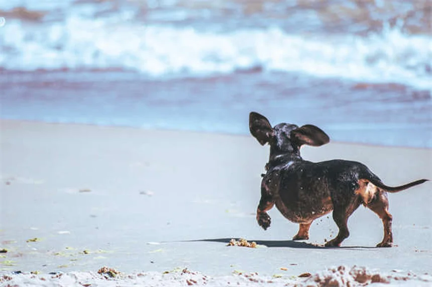 Why Do Dogs Eat Grass? 5 Surprising Reasons Explained