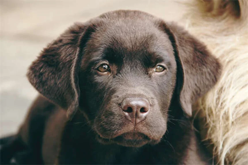 30 Best Hound Dog Breeds for Active Families in 2024