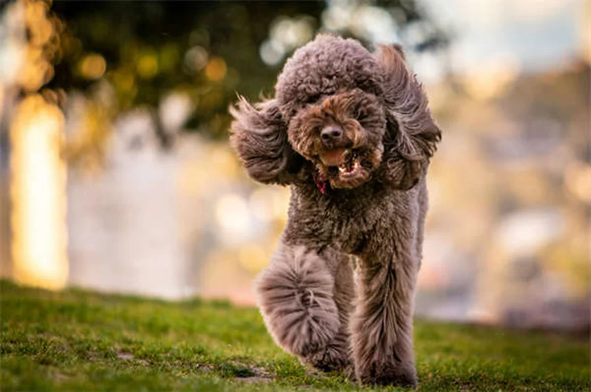 30 Best Hound Dog Breeds for Active Families in 2024