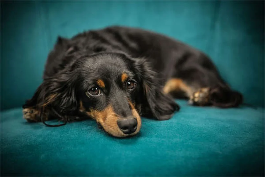 5 Best Independent Cat Breeds for Busy Pet Parents