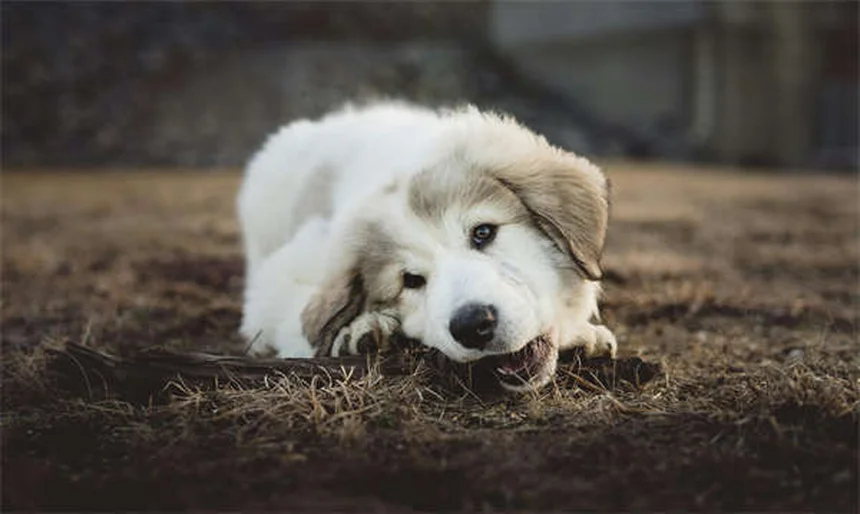 5 Best Independent Cat Breeds for Busy Pet Parents