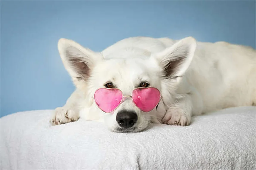 Where Do Ticks Hide on Dogs? 5 Sneaky Spots You're Missing
