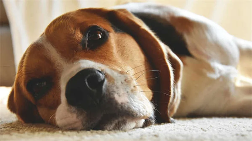 Cat Acupuncture: 5 Surprising Benefits for Your Feline Friend