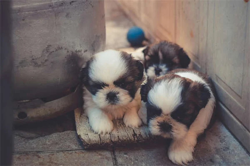 Adenovirus in Guinea Pigs: Symptoms, Treatment & Prevention Tips
