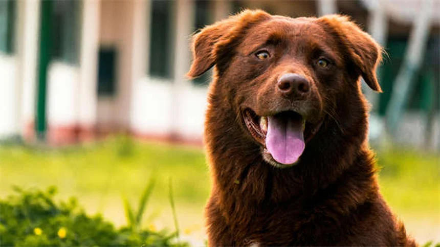 Pet Medication Side Effects: What Every Owner Must Know