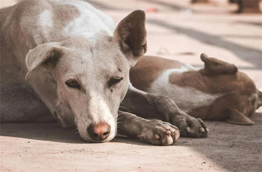 Pet Medication Side Effects: What Every Owner Must Know