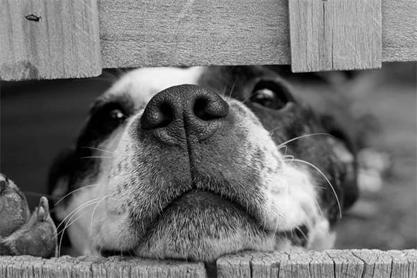 10 Signs Your Dog Is Family - Heartwarming Proof They're More Than Pets