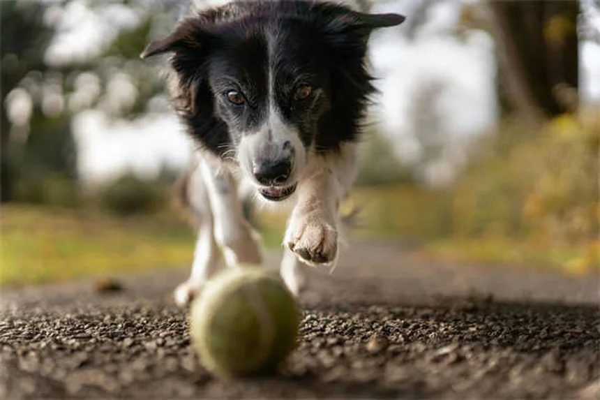 10 Signs Your Dog Is Family - Heartwarming Proof They're More Than Pets