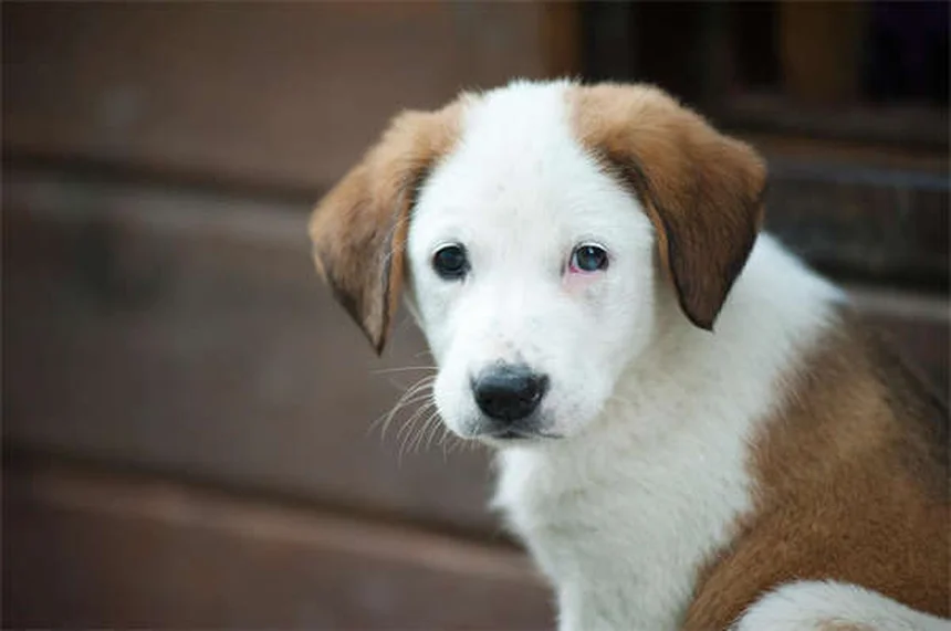How to Safely Make Your Dog Throw Up: Vet-Approved Guide
