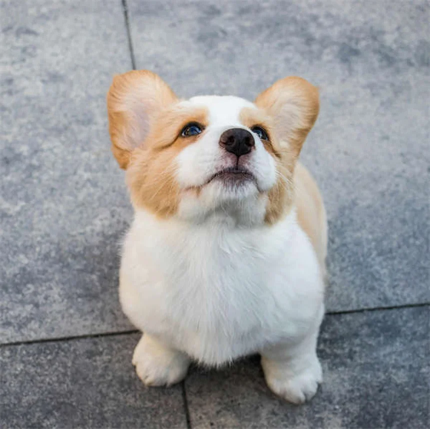 How to Safely Make Your Dog Throw Up: Vet-Approved Guide