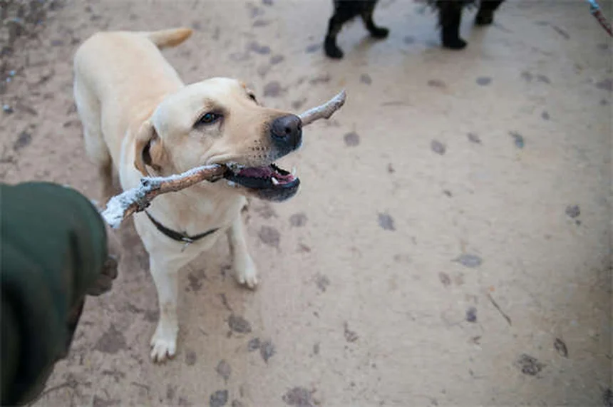 How to Safely Make Your Dog Throw Up: Vet-Approved Guide