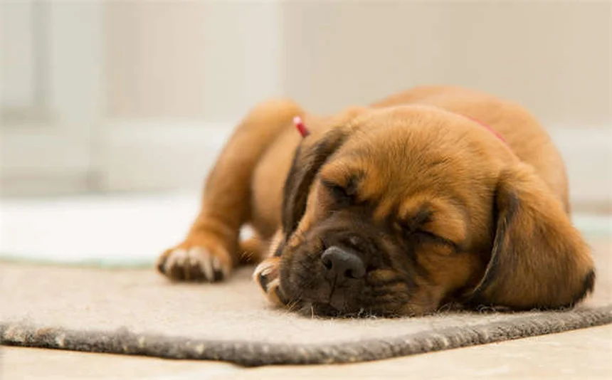Why Do Dogs Bring You Toys? 3 Adorable Reasons Explained