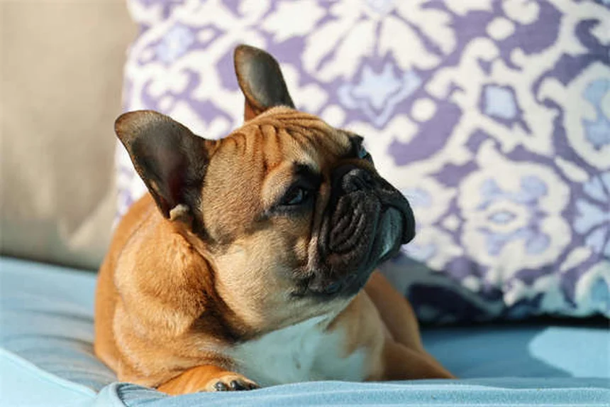 Why Do Dogs Bring You Toys? 3 Adorable Reasons Explained