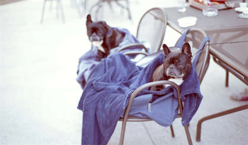 How to Bathe a Cat Without Losing an Arm: 5 Vet-Approved Steps